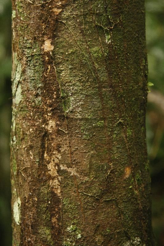 Abarema mataybifolia