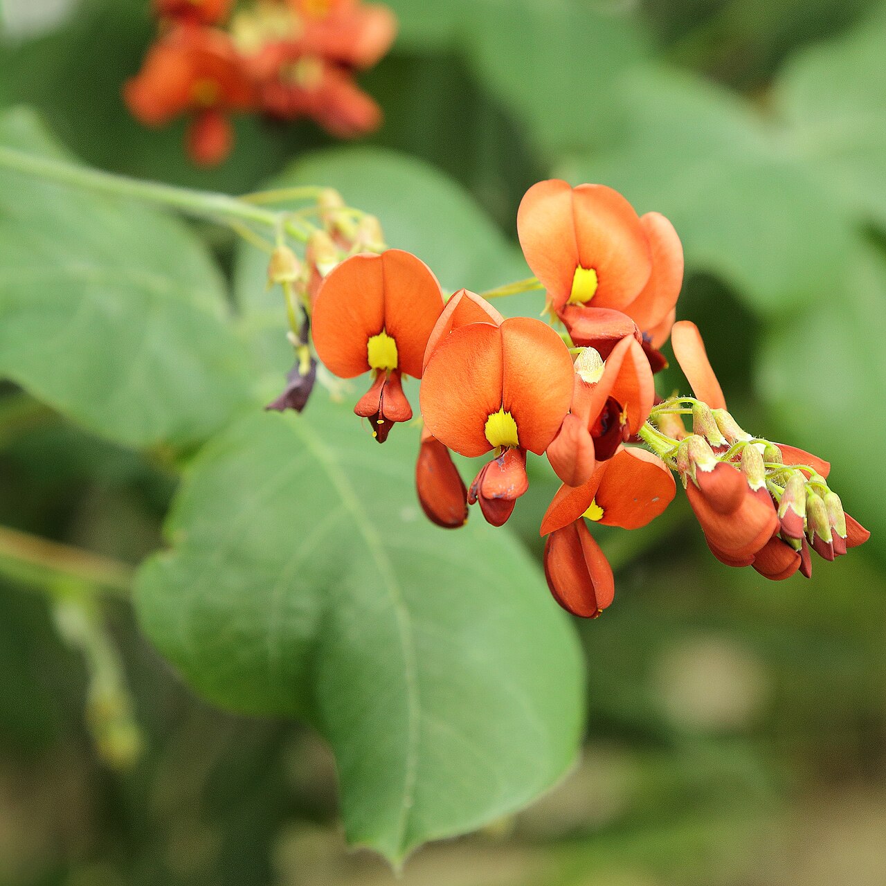 Kennedia lateritia