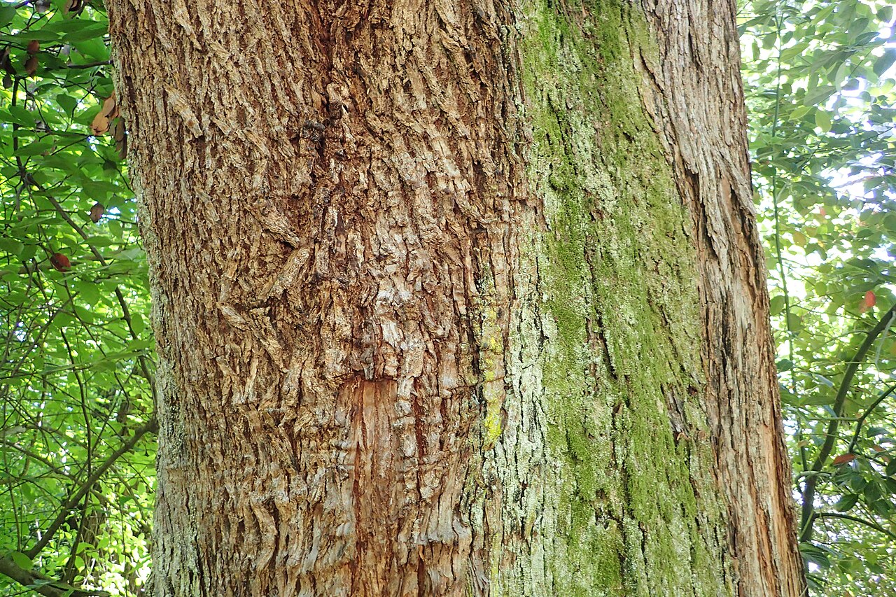 Cinnamomum glanduliferum