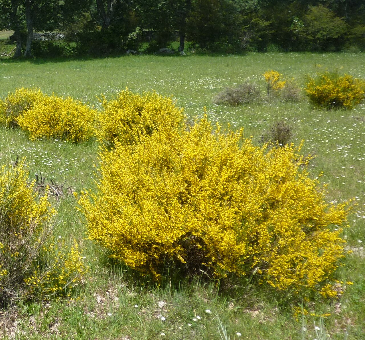 Genista hystrix