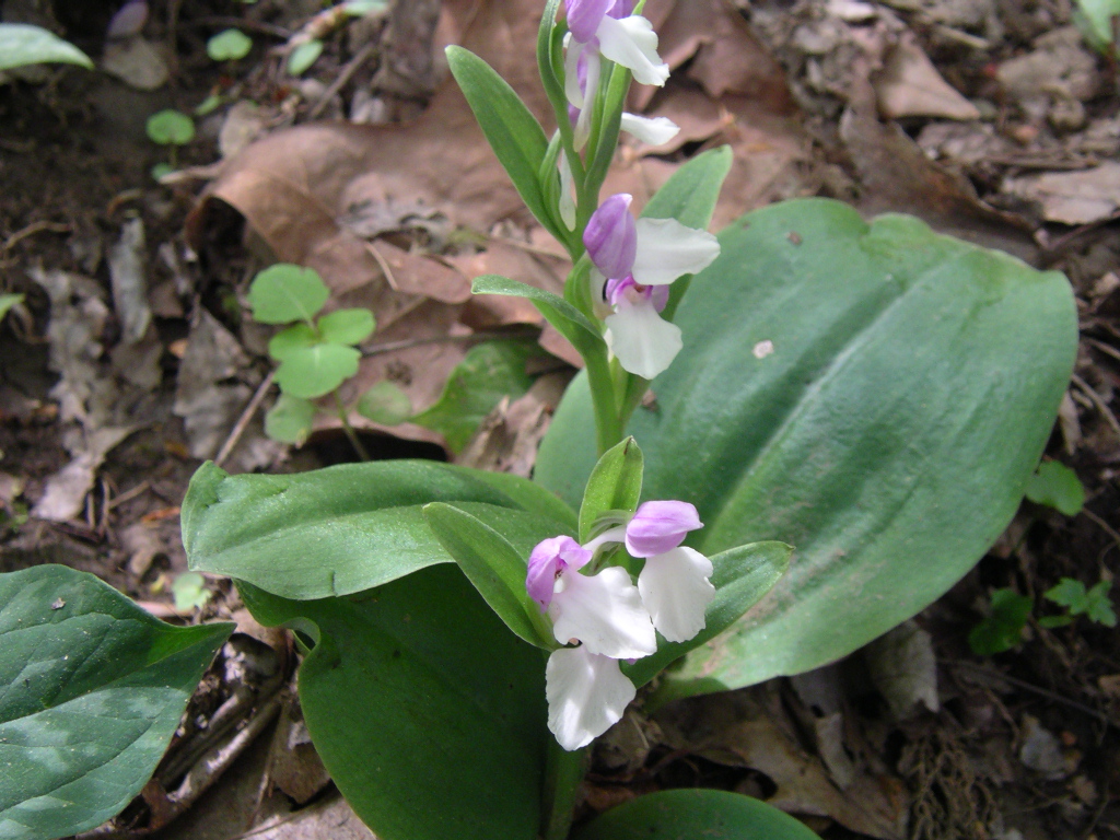 Showy orchis or showy orchid