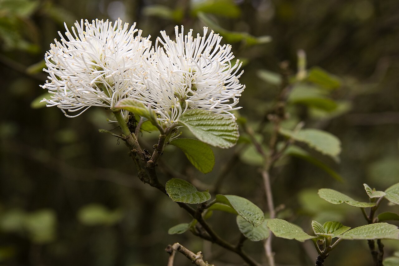 Fothergilla major