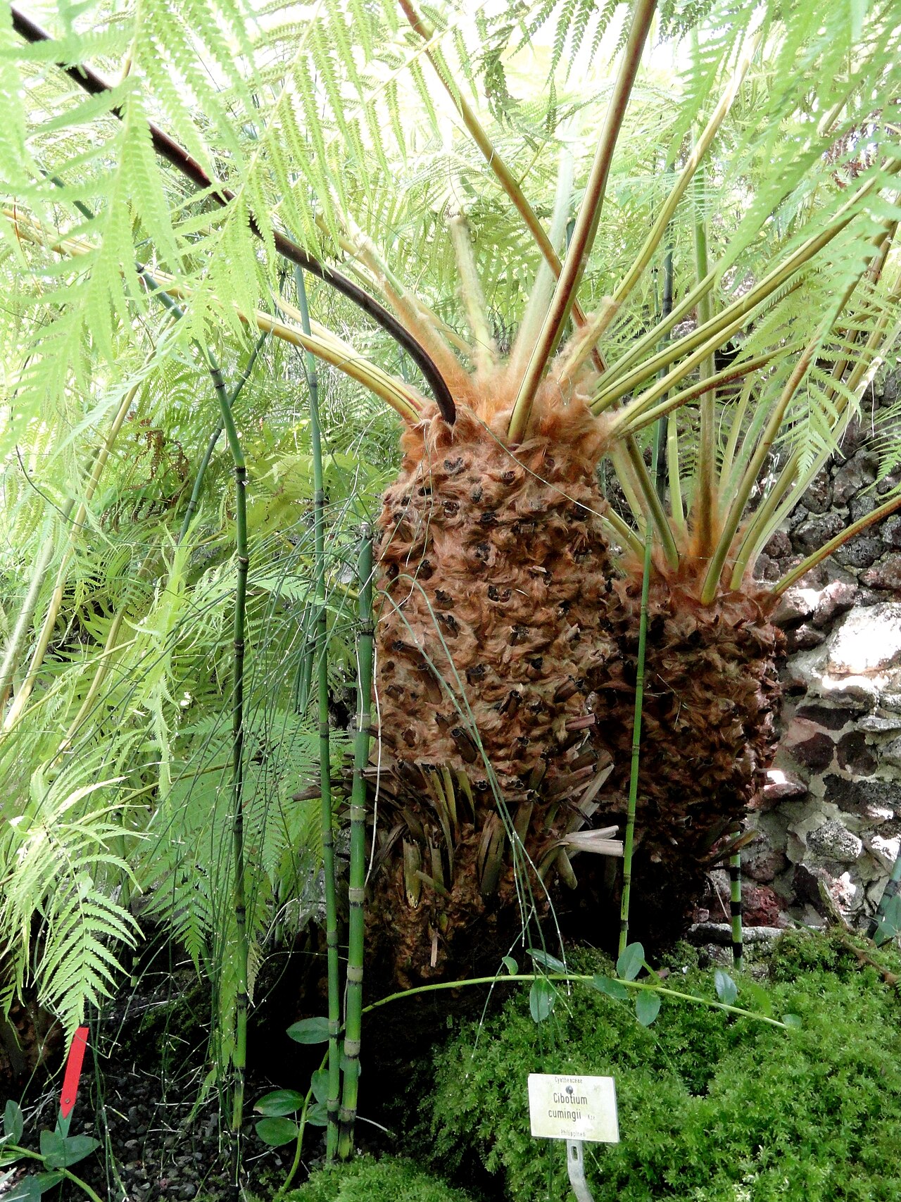 Cibotium cumingii