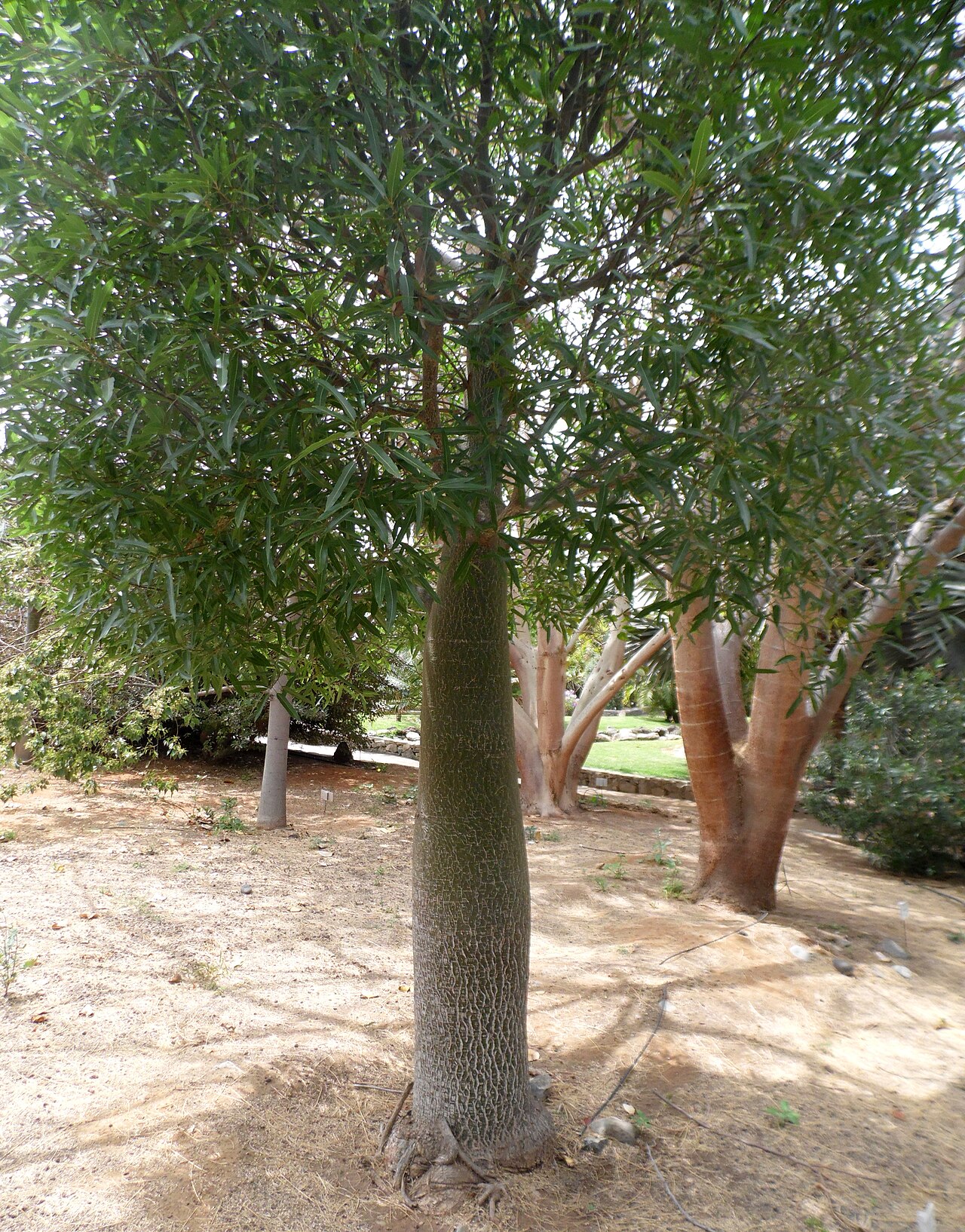 Brachychiton discolor