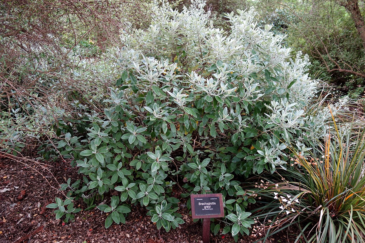 Daisy bush