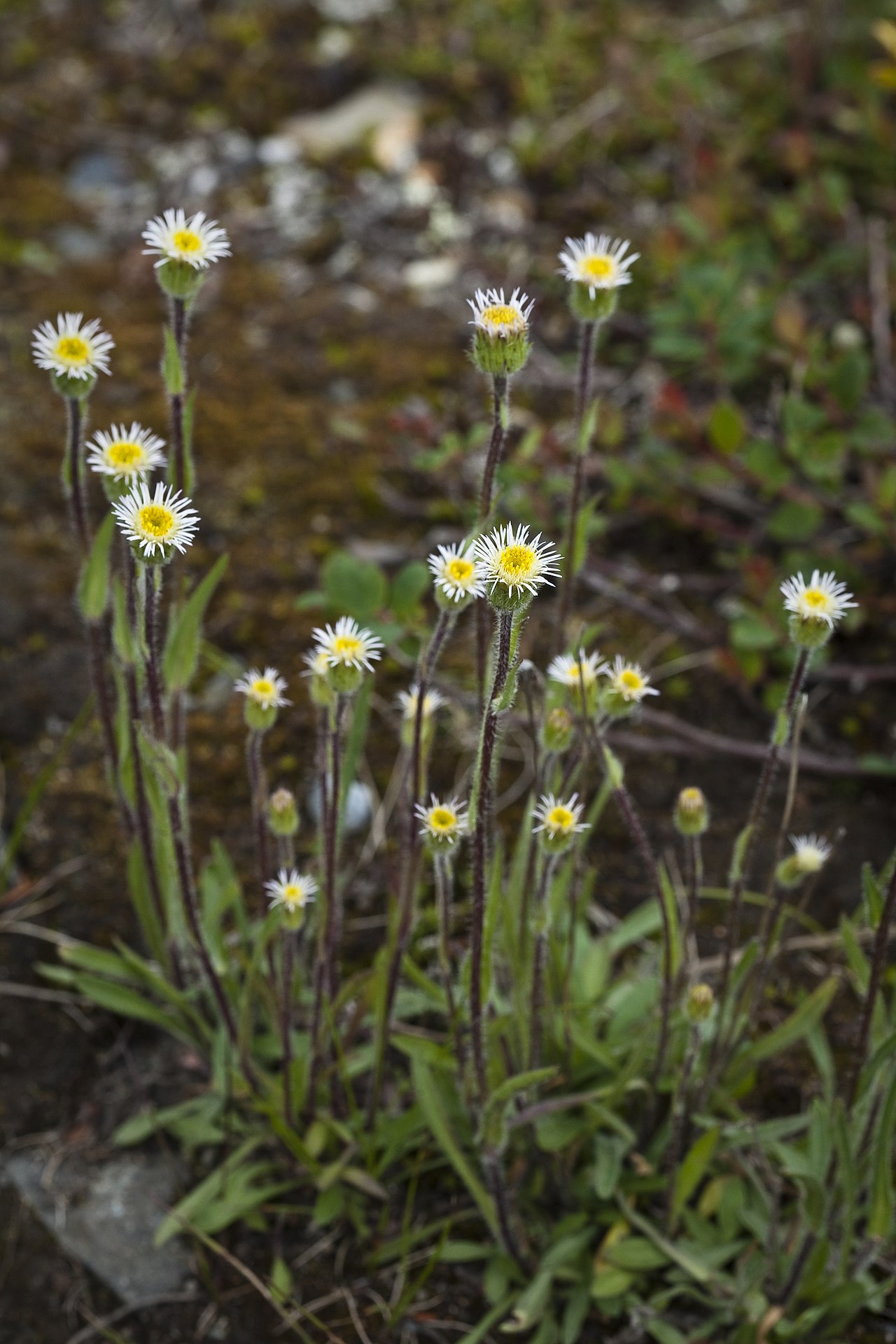 Erigeron lonchophyllus