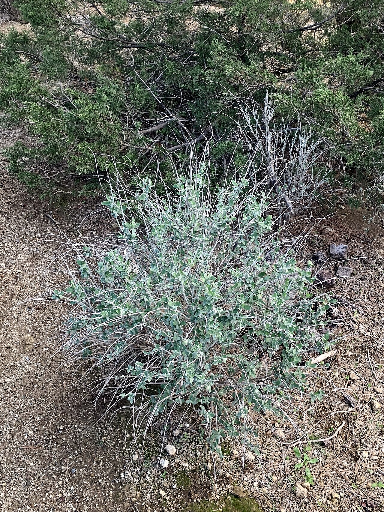 Anthyllis cytisoides