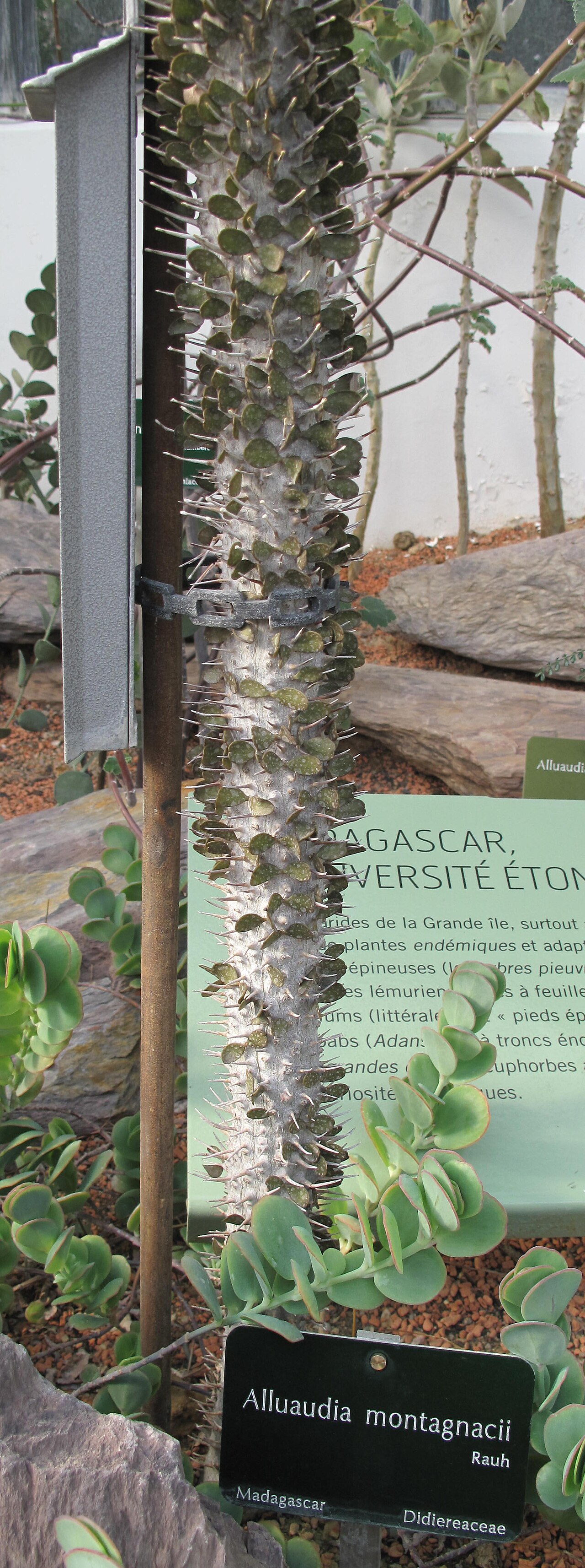 Alluaudia montagnacii