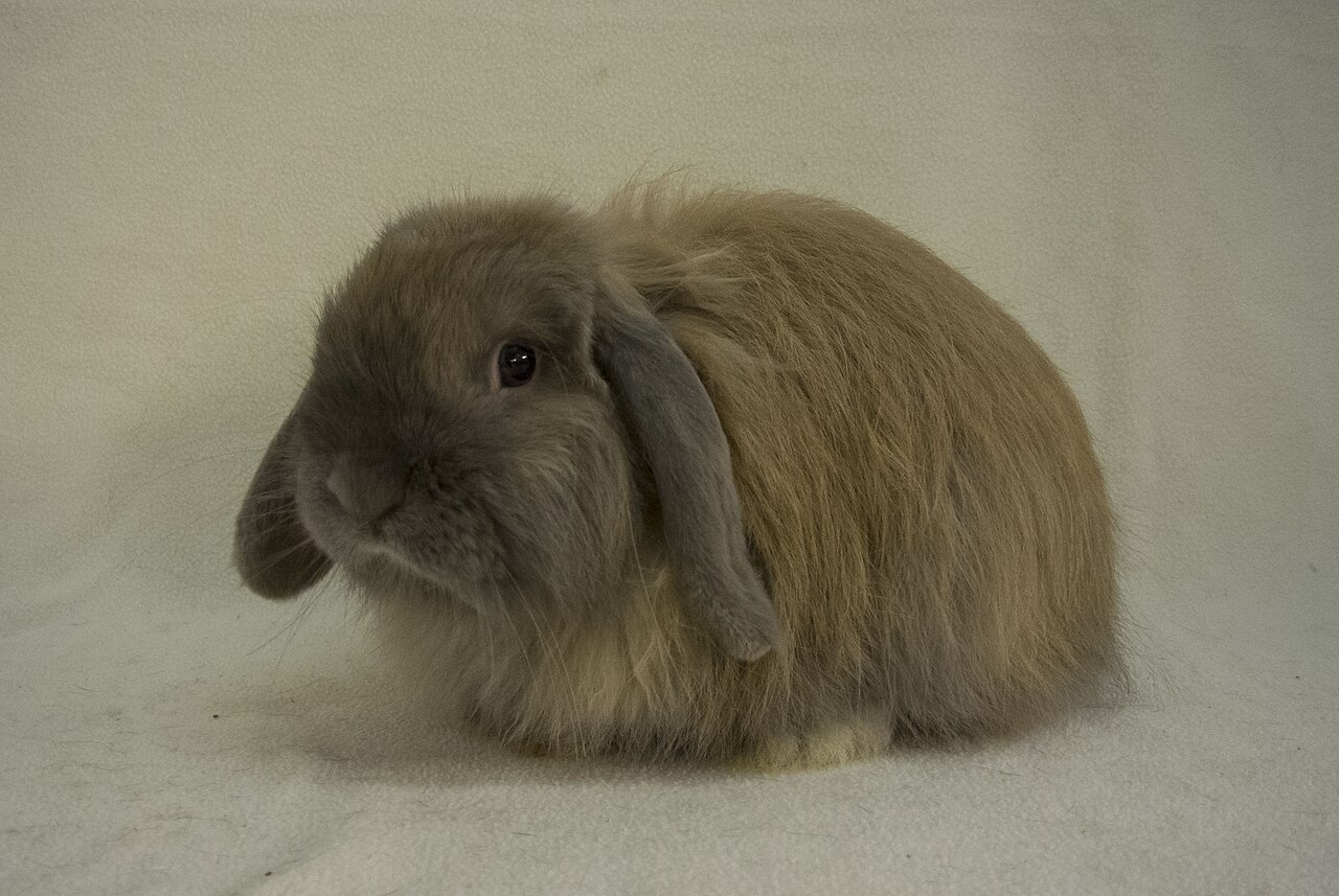 Cashmere Lop