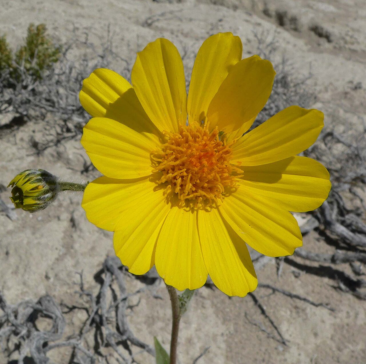Desert sunflower