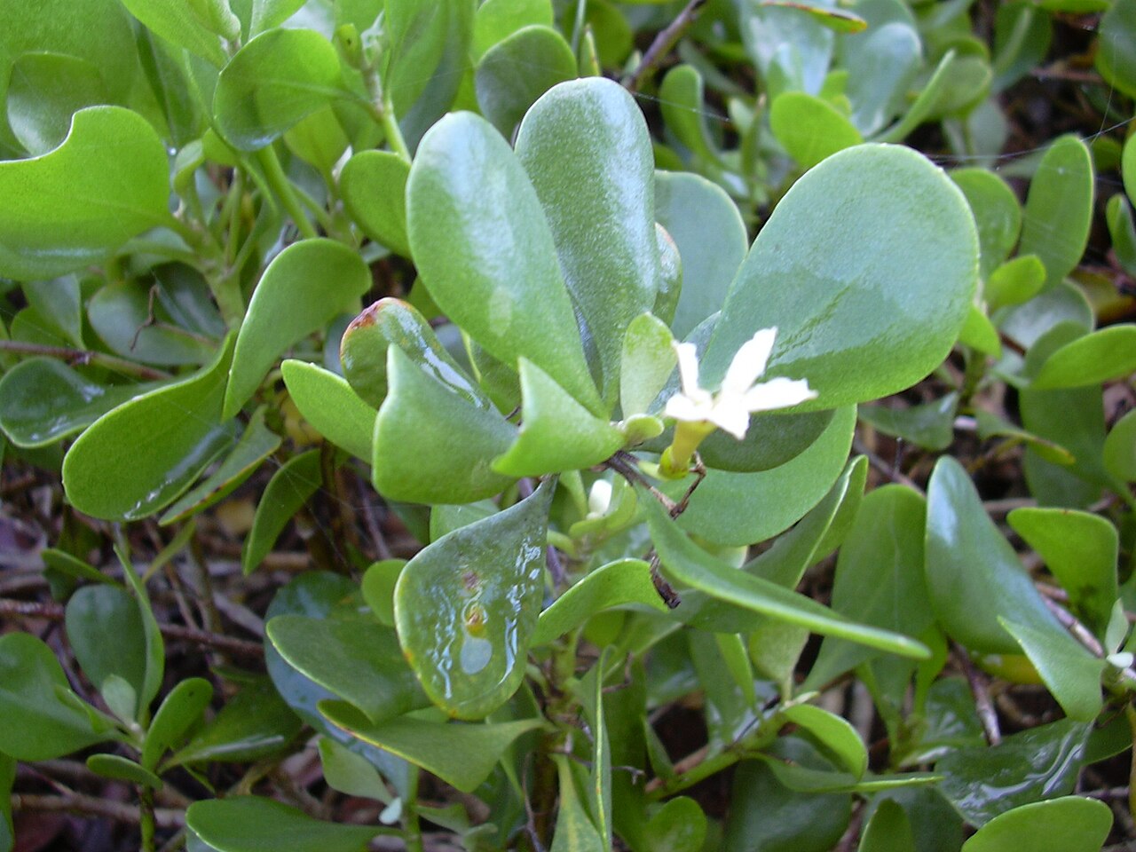 Scaevola coriacea