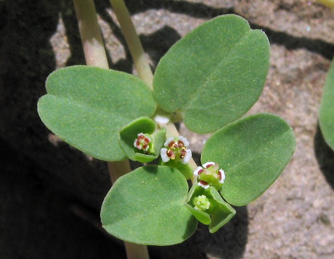 Euphorbia serpens