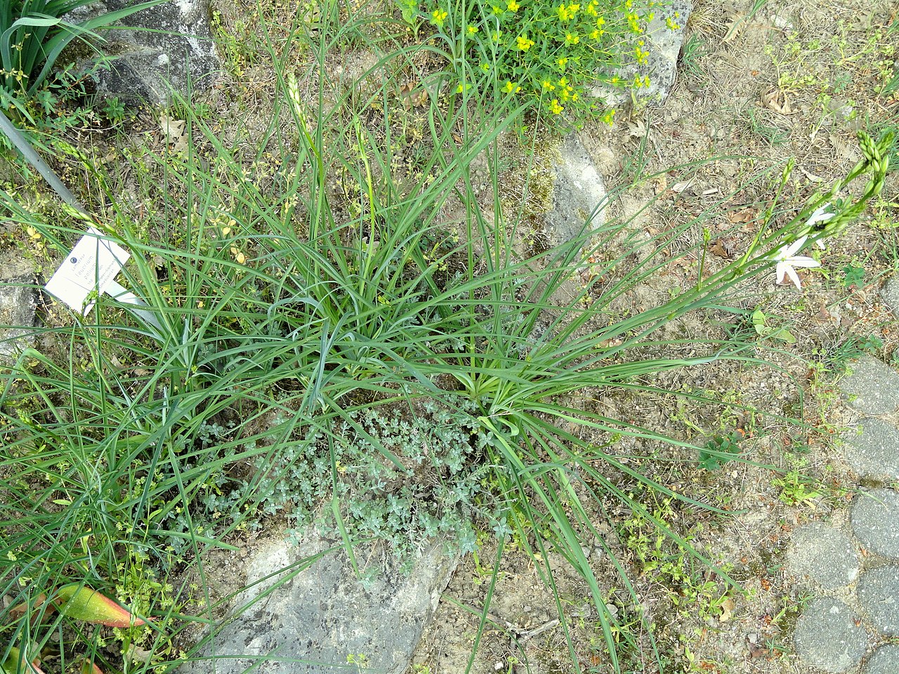 Teucrium angustifolium