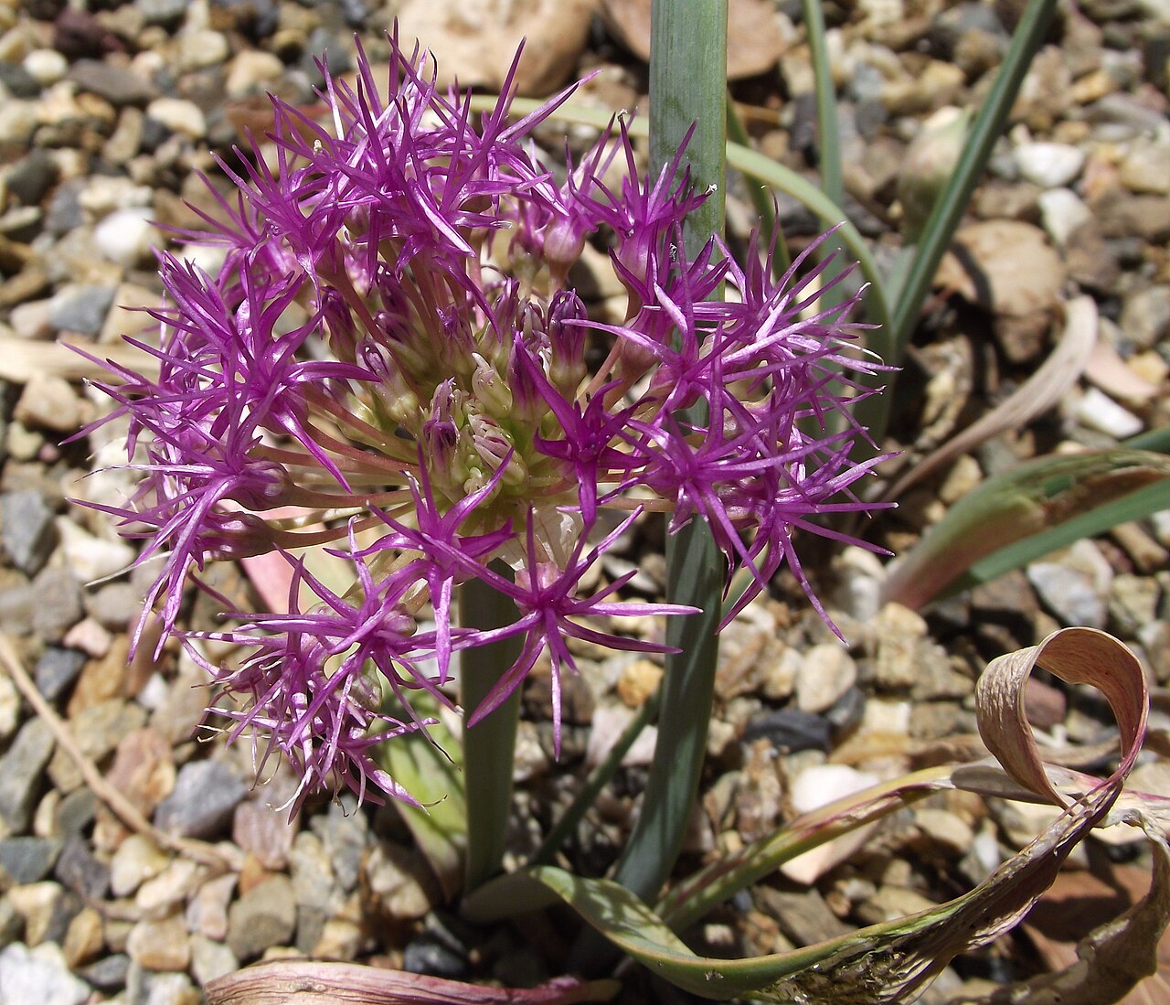 Allium platycaule