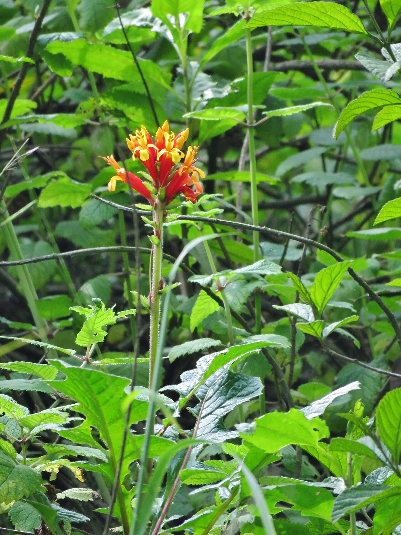 Aphelandra lyrata