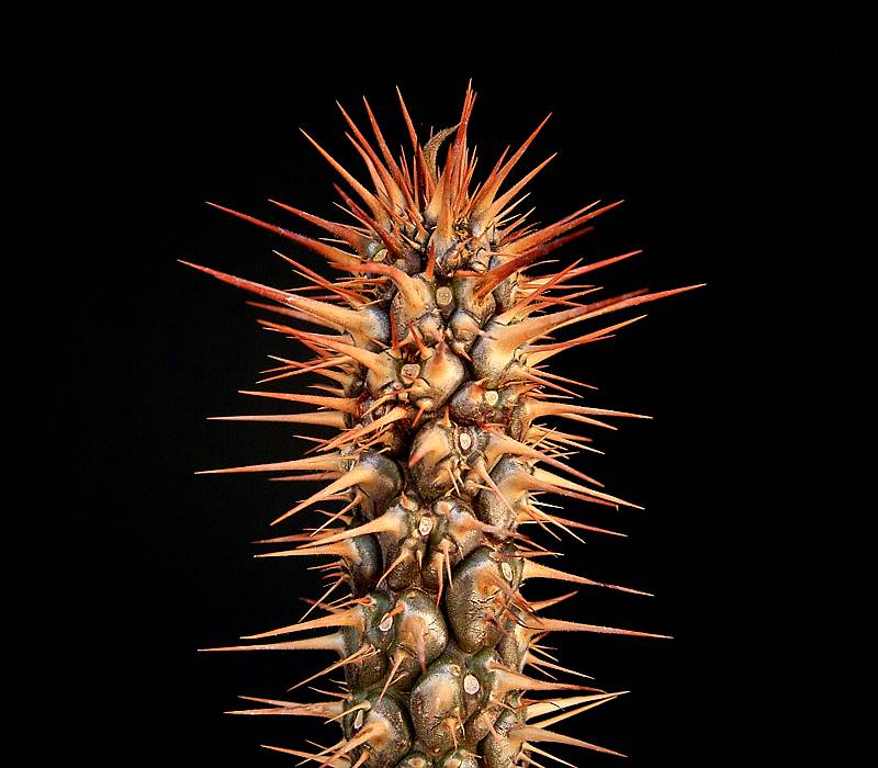 Euphorbia didiereoides