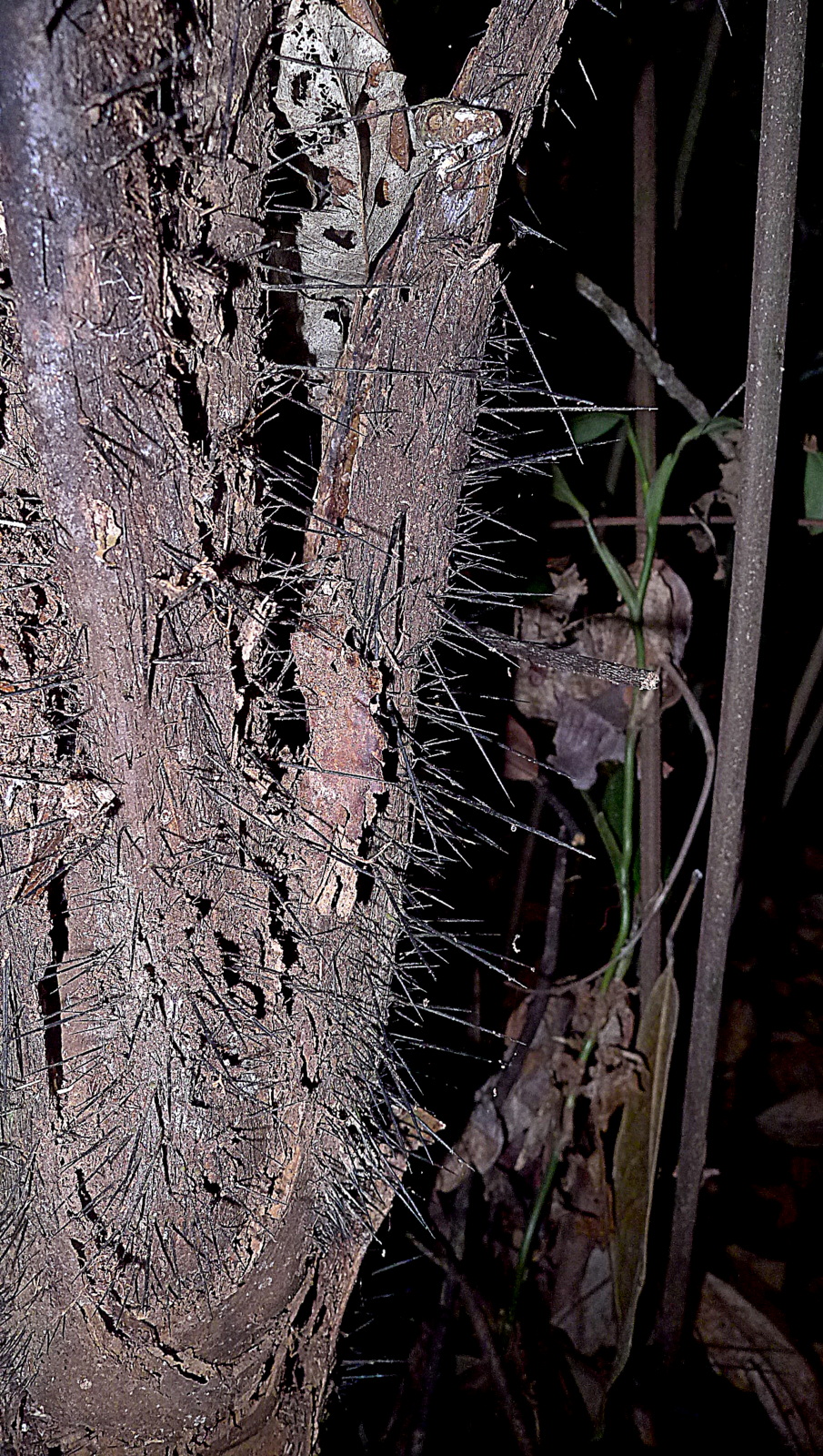 Bactris acanthocarpa