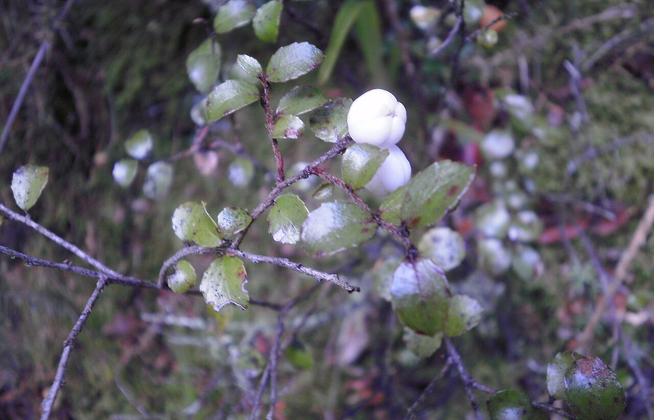 Snowberry or fools beech