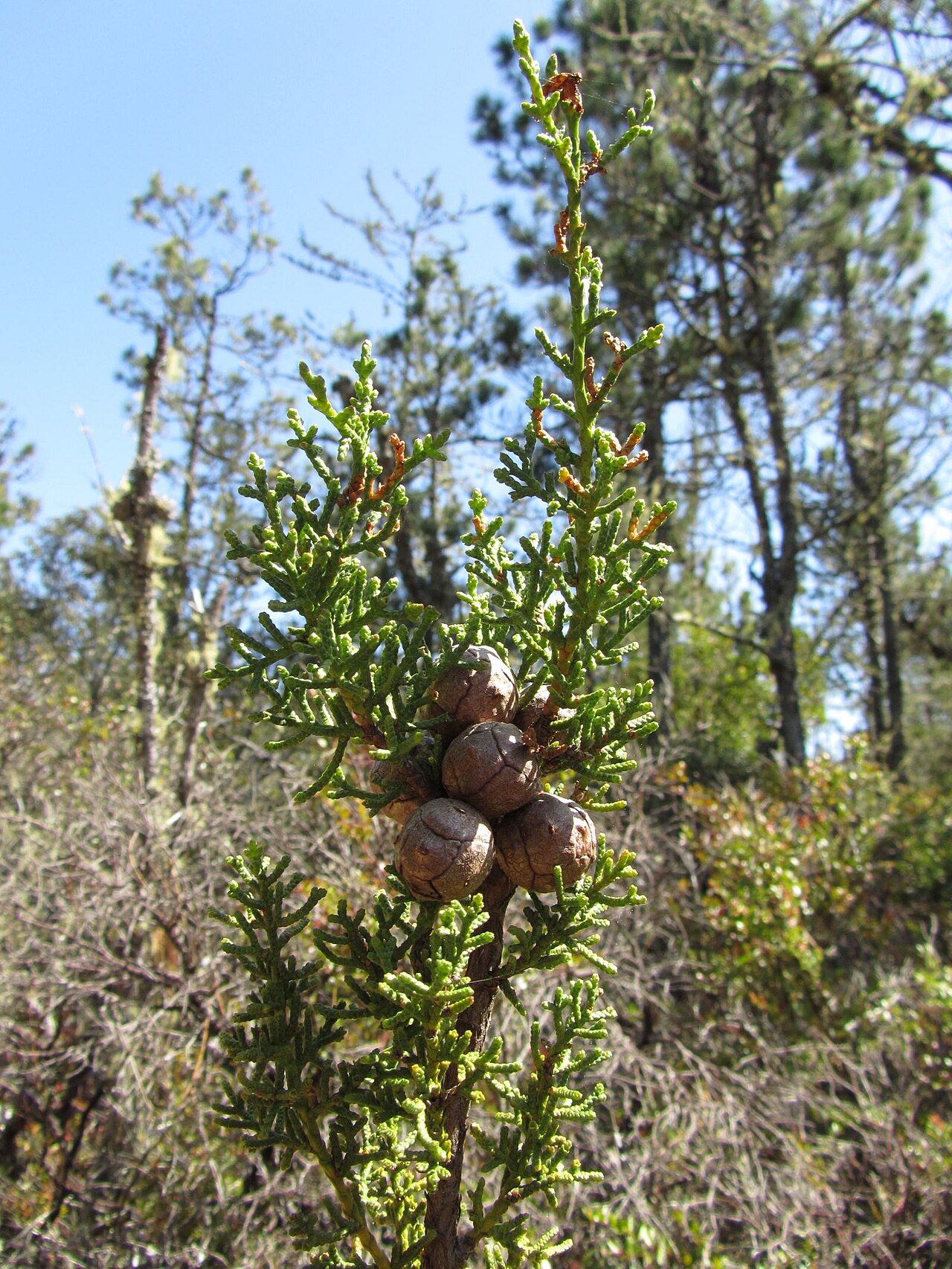 Cupressus pygmaea
