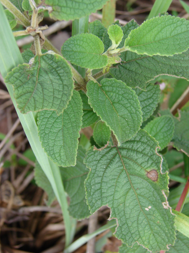 Eriope macrostachya