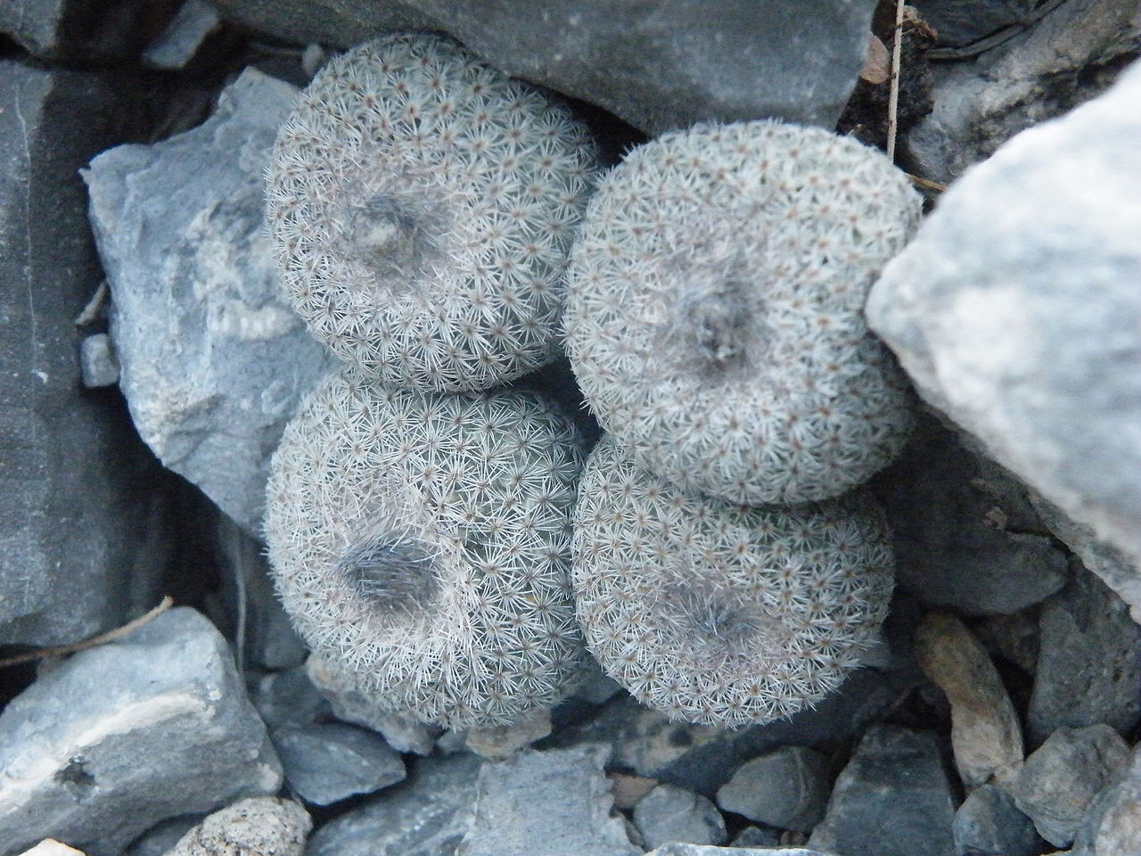 Epithelantha greggii