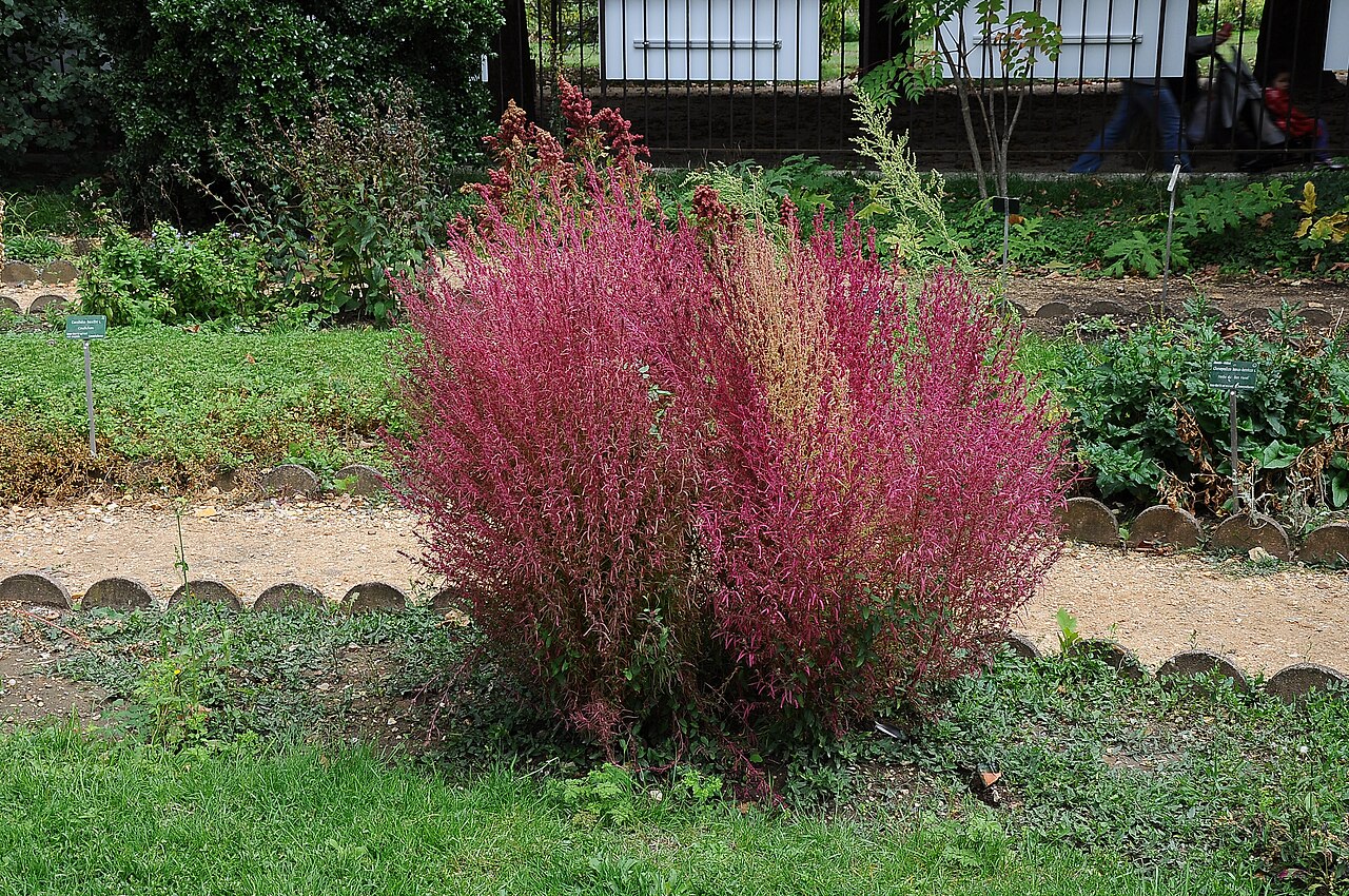 Bassia scoparia