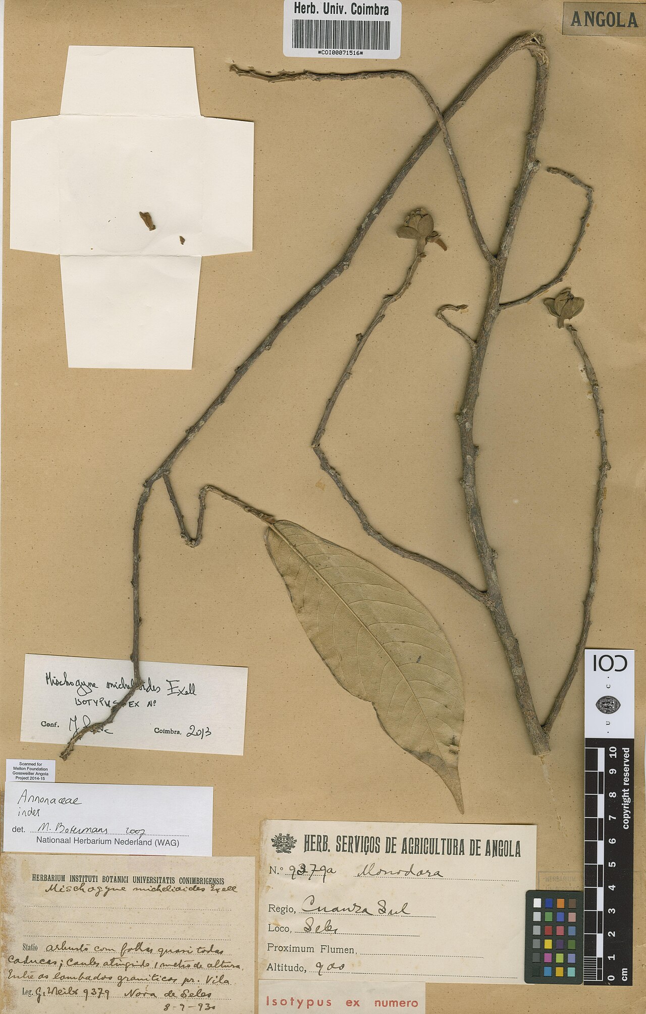Mischogyne michelioides