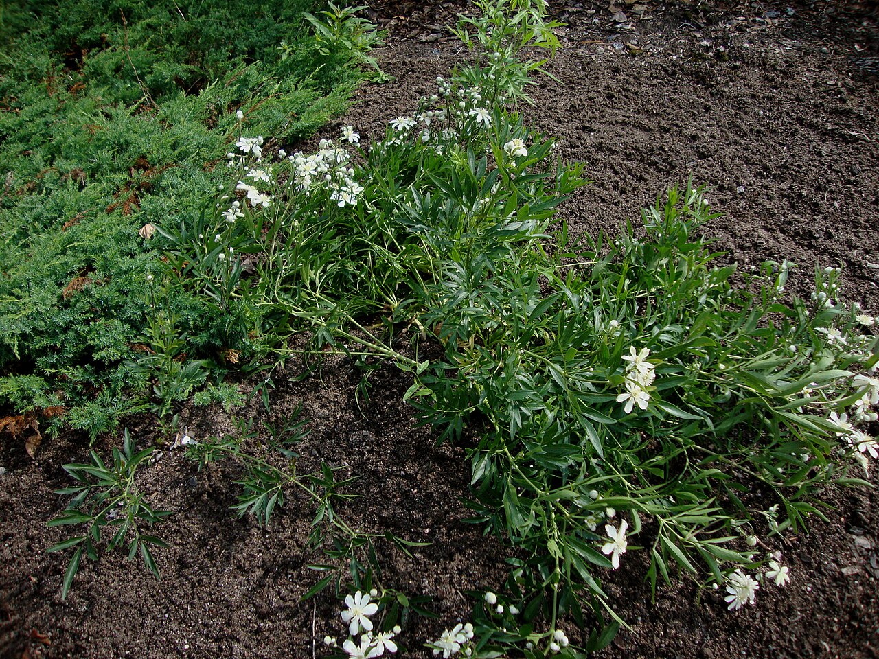 Clematis hexapetala