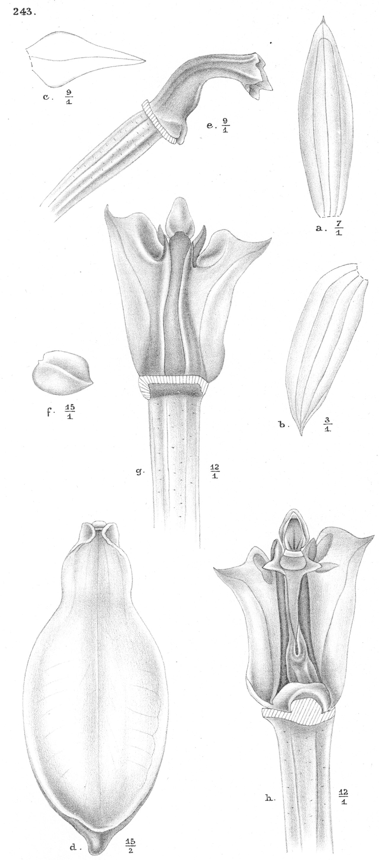 Bulbophyllum fibrinum