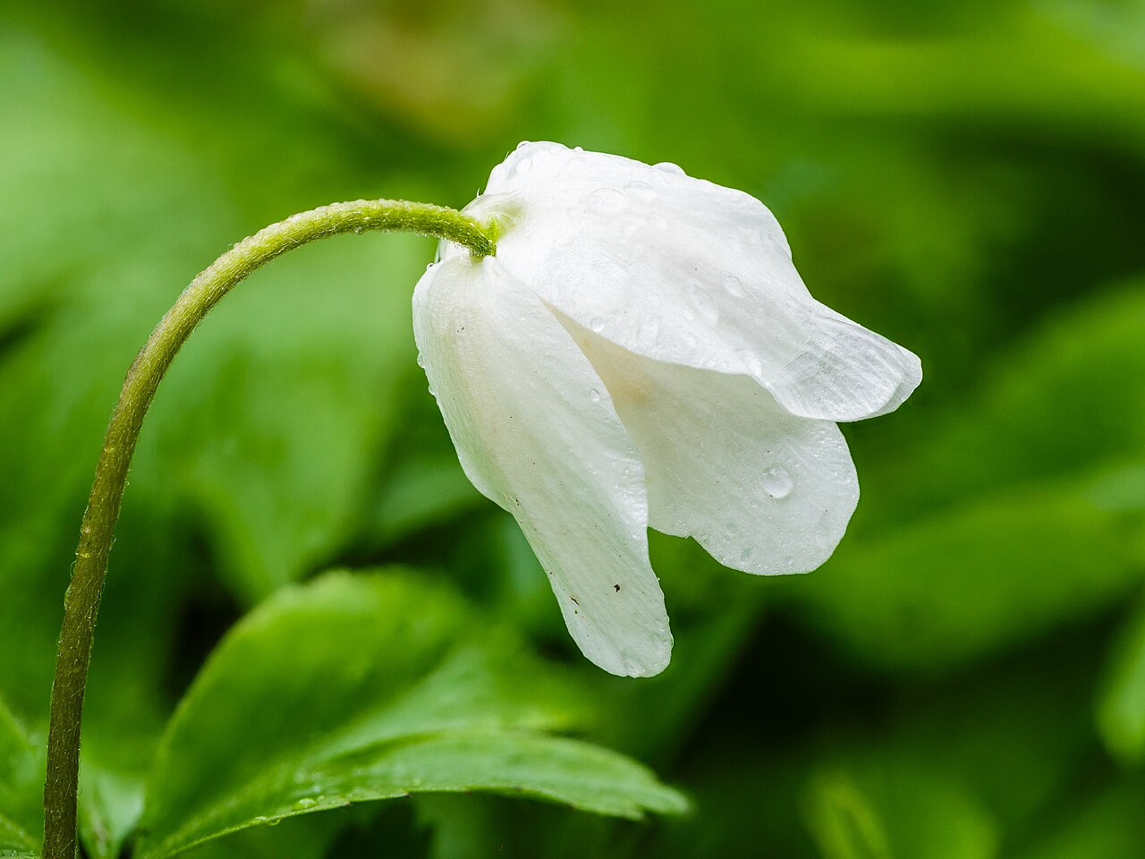 Anemone nemorosa