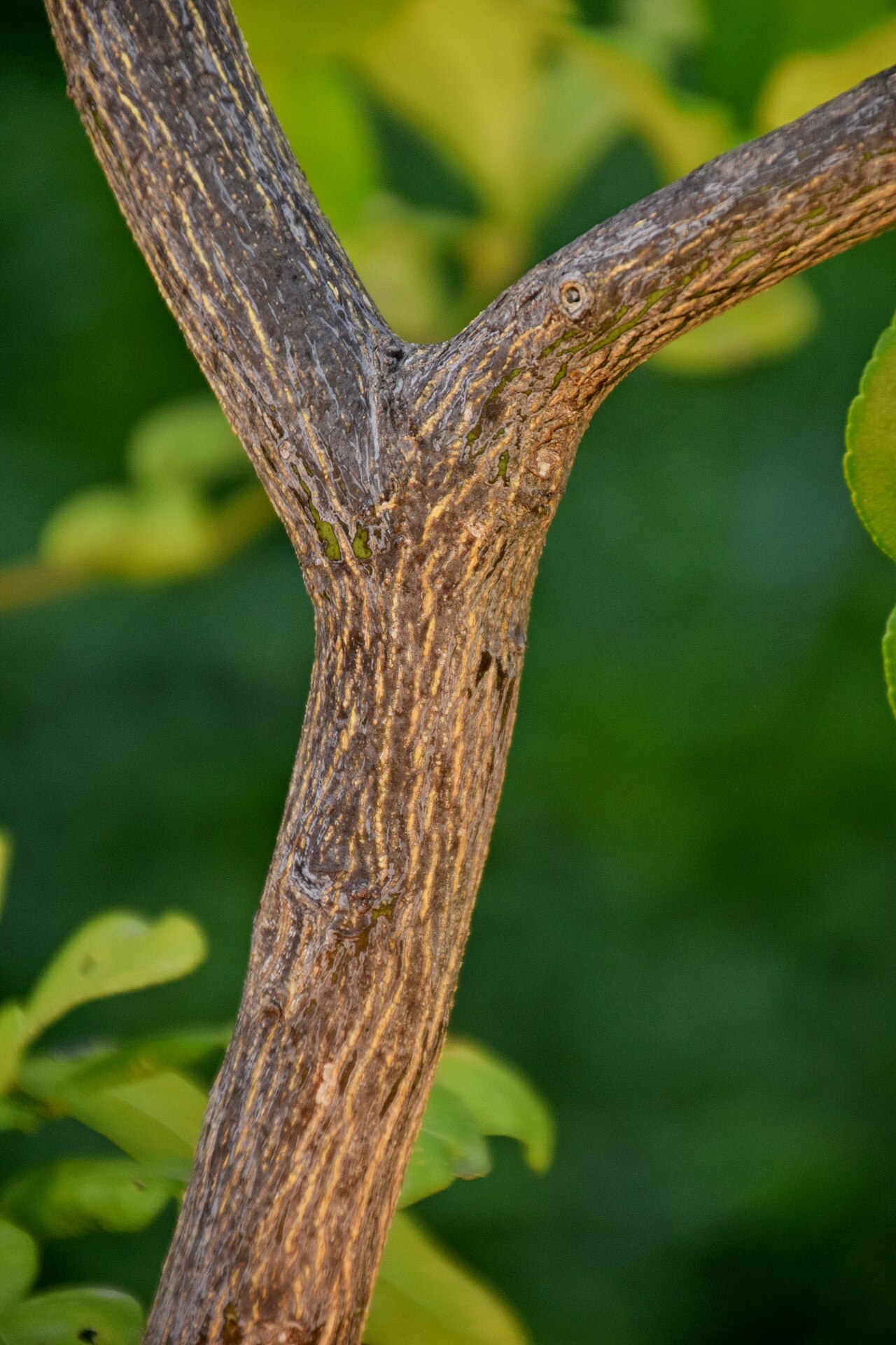Citrus hystrix