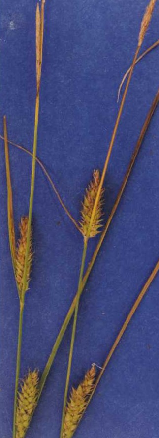 Carex sheldonii