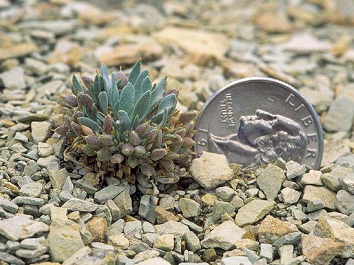 Physaria congesta