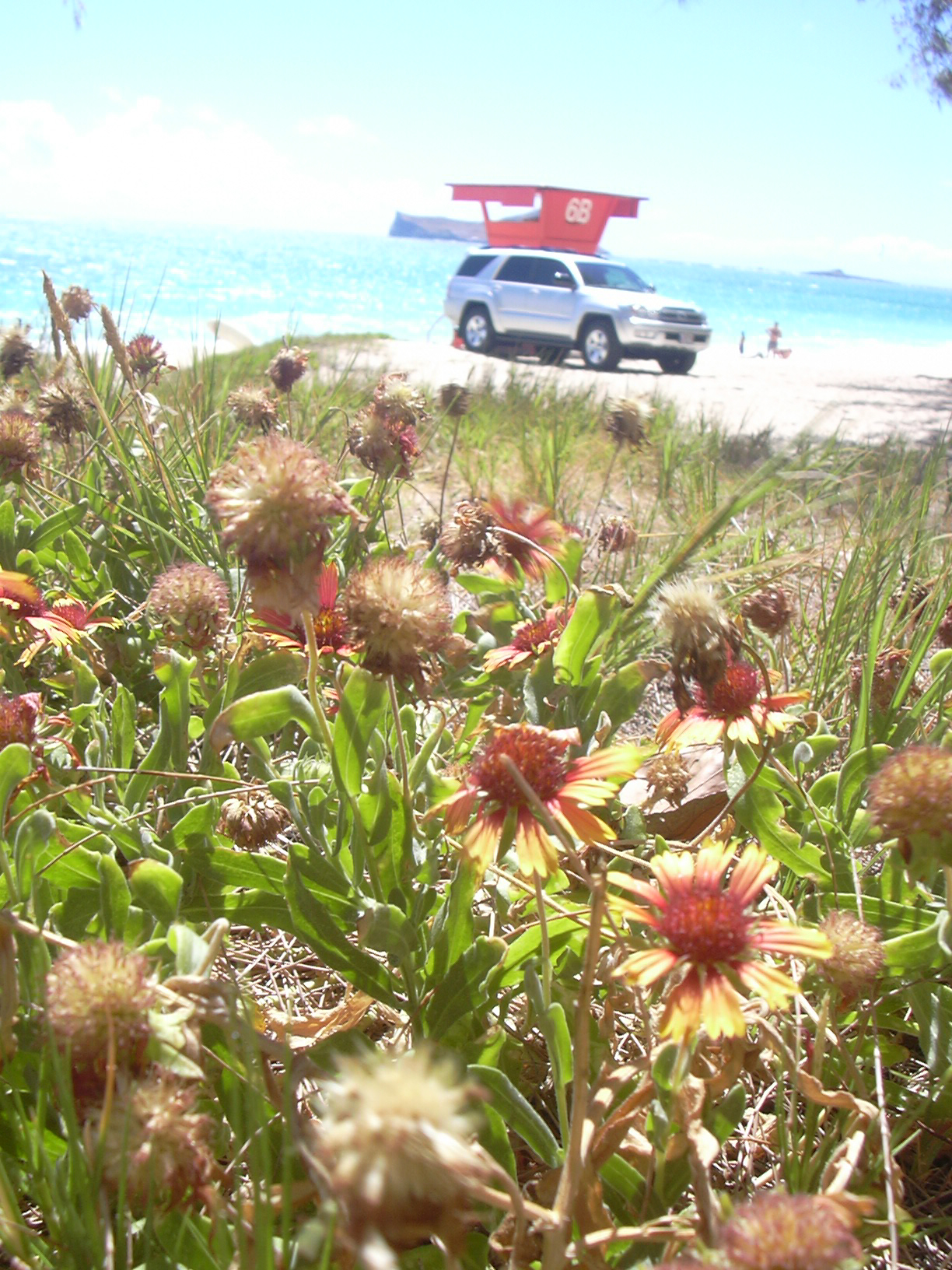 Gaillardia pulchella