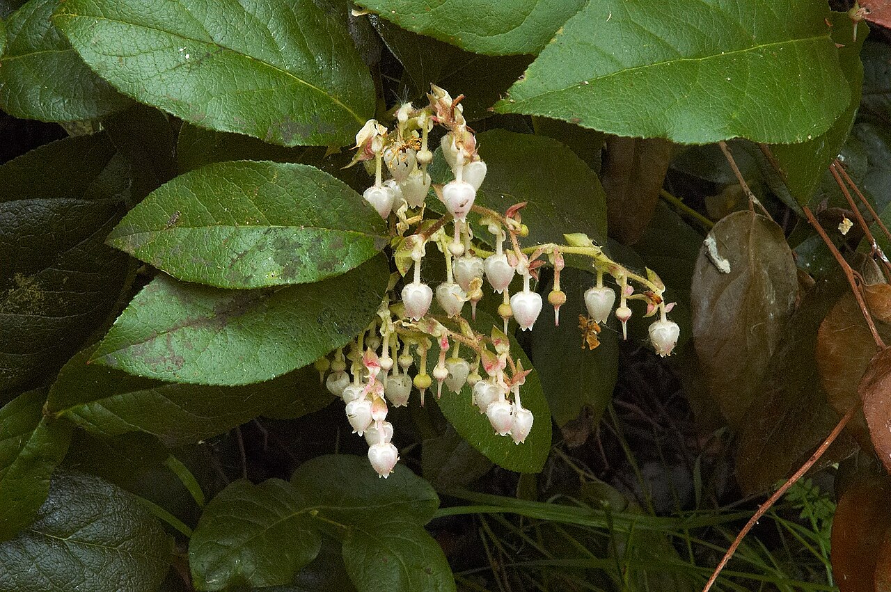 Gaultheria shallon
