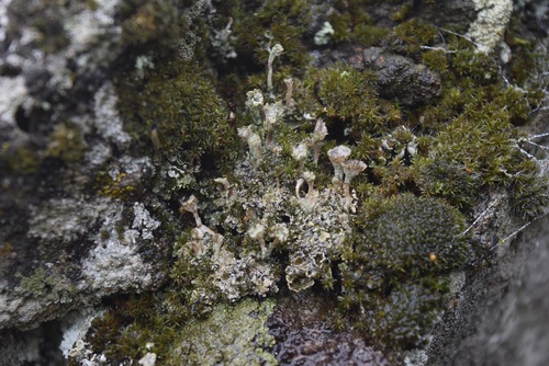 Cladonia cyathomorpha