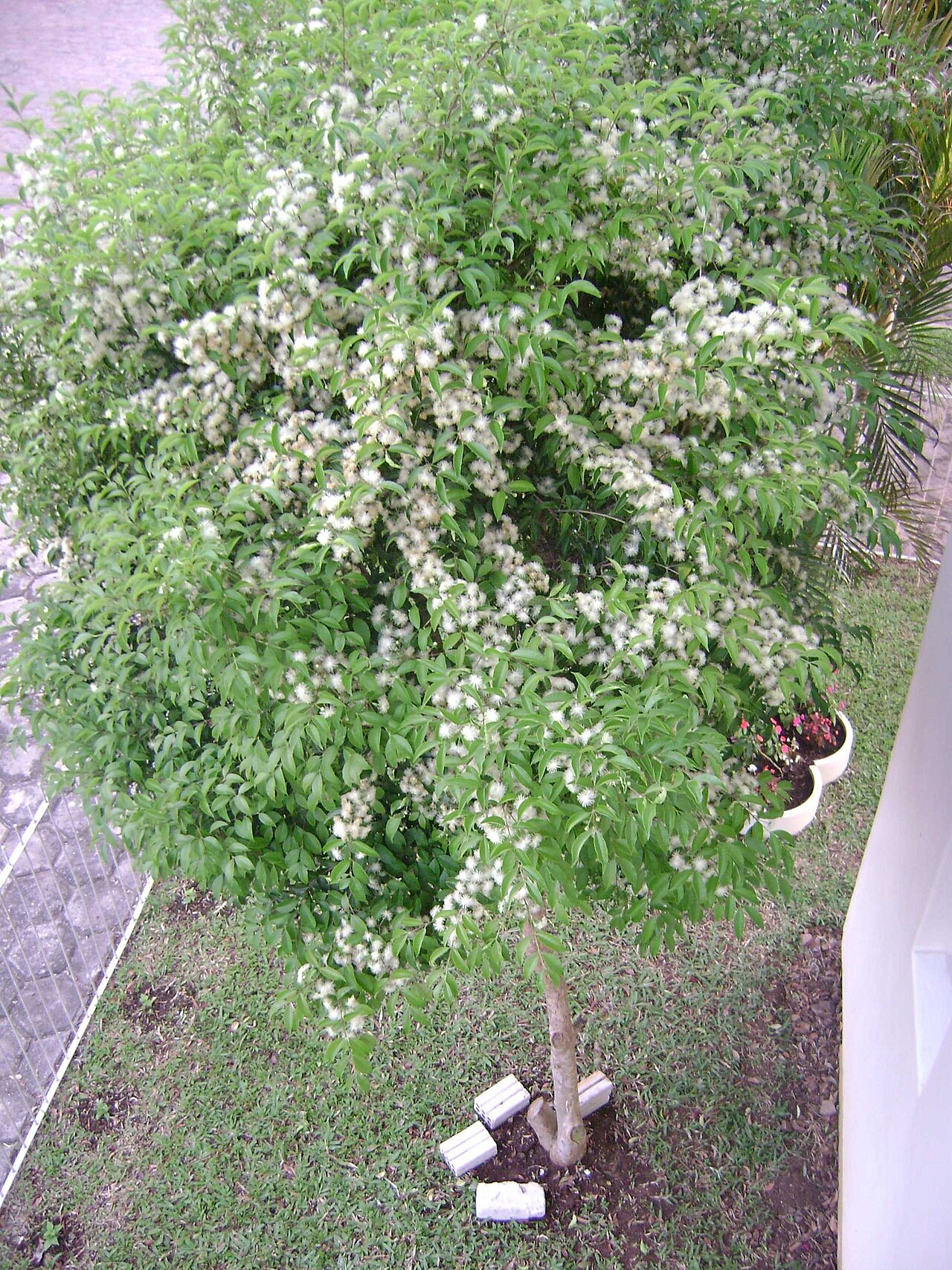 Eugenia uruguayensis