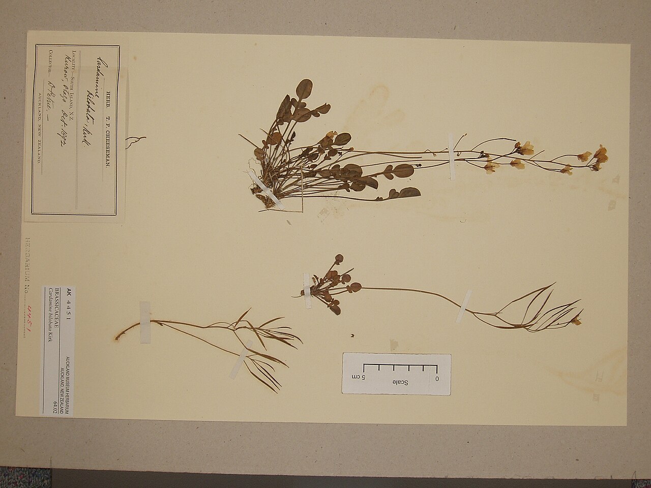 Cardamine bilobata