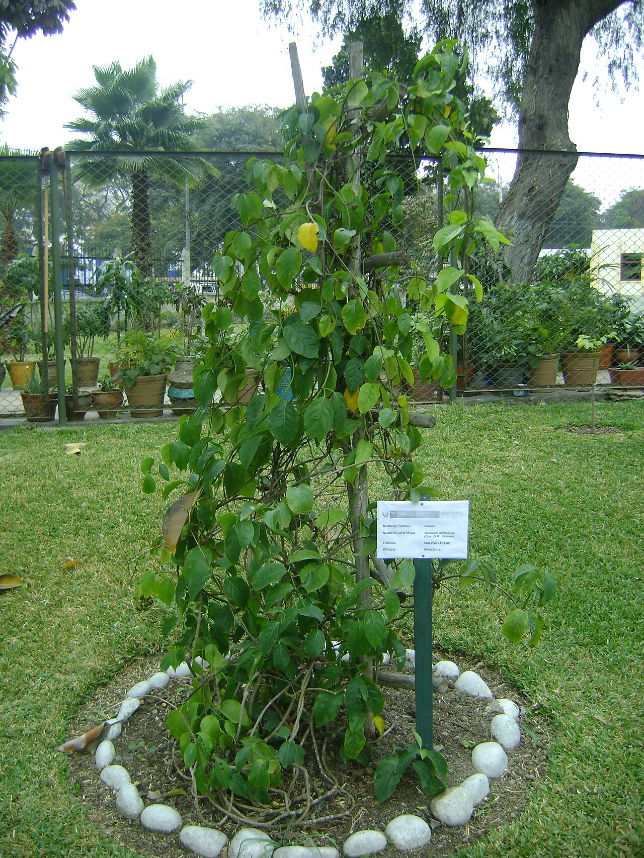 Callaeum