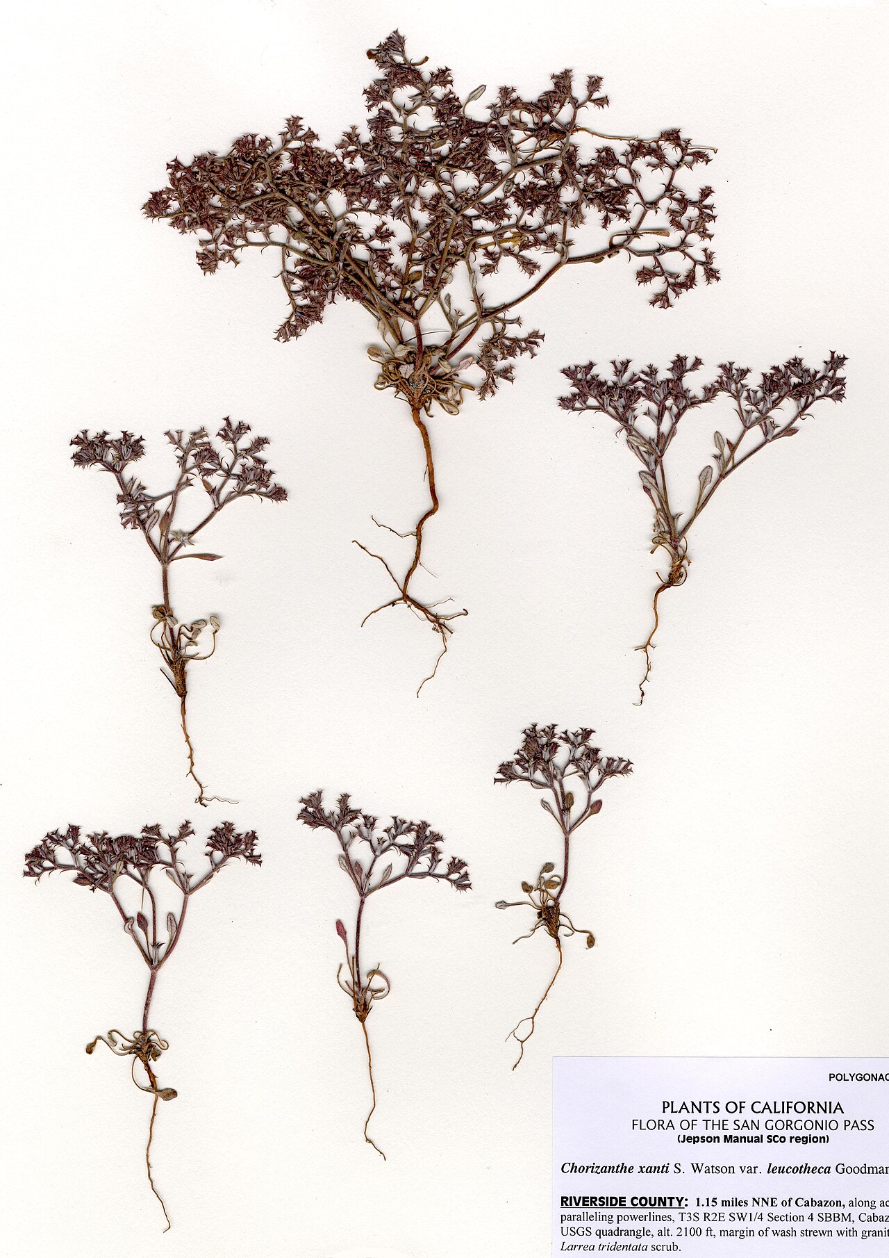 Chorizanthe xanti