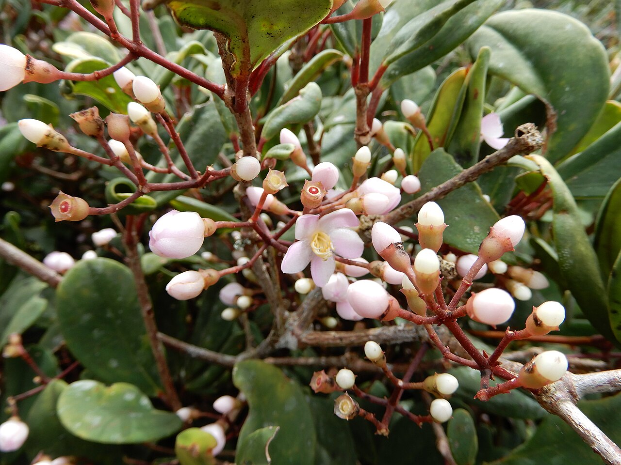 Medinilla clarkei