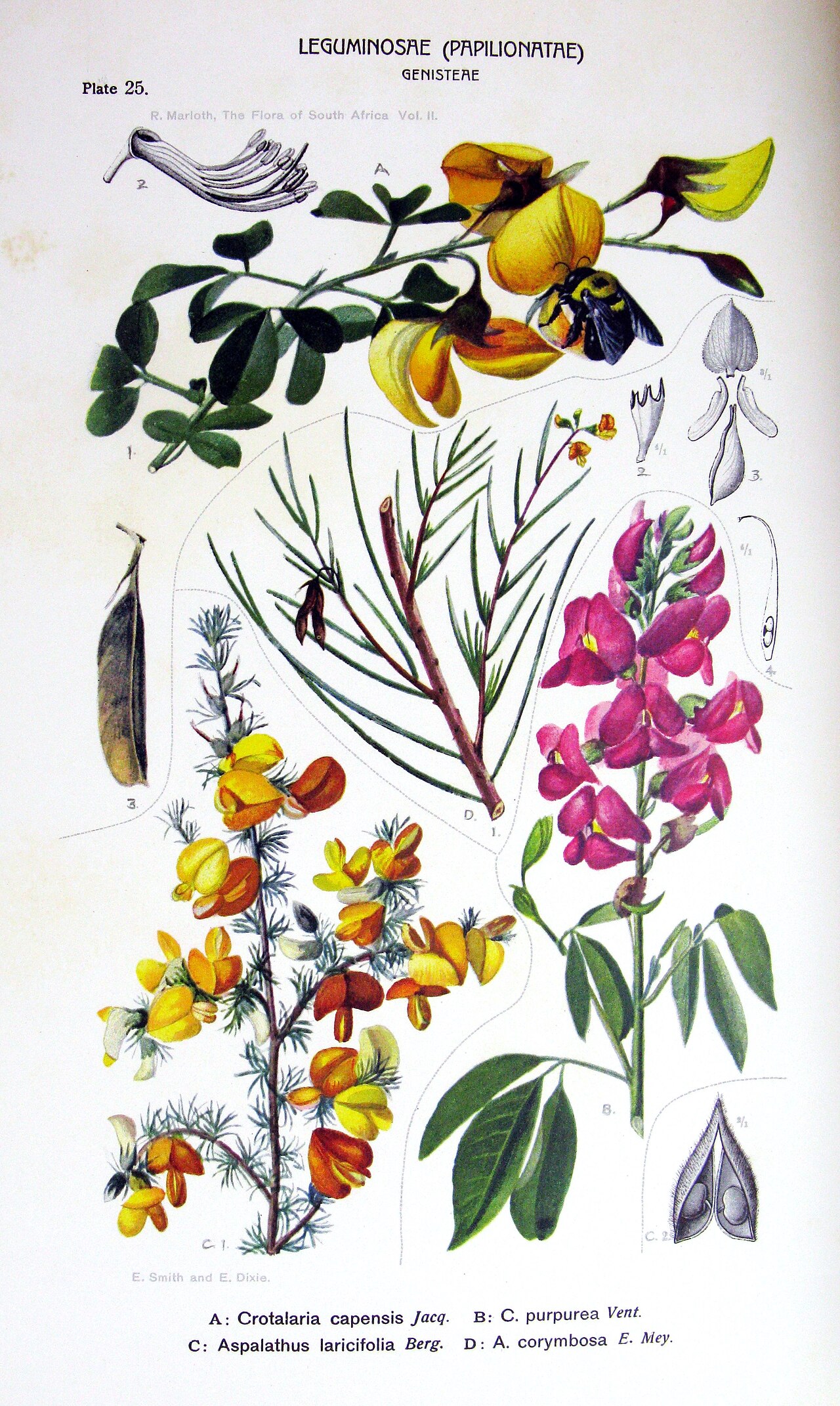 Crotalaria capensis