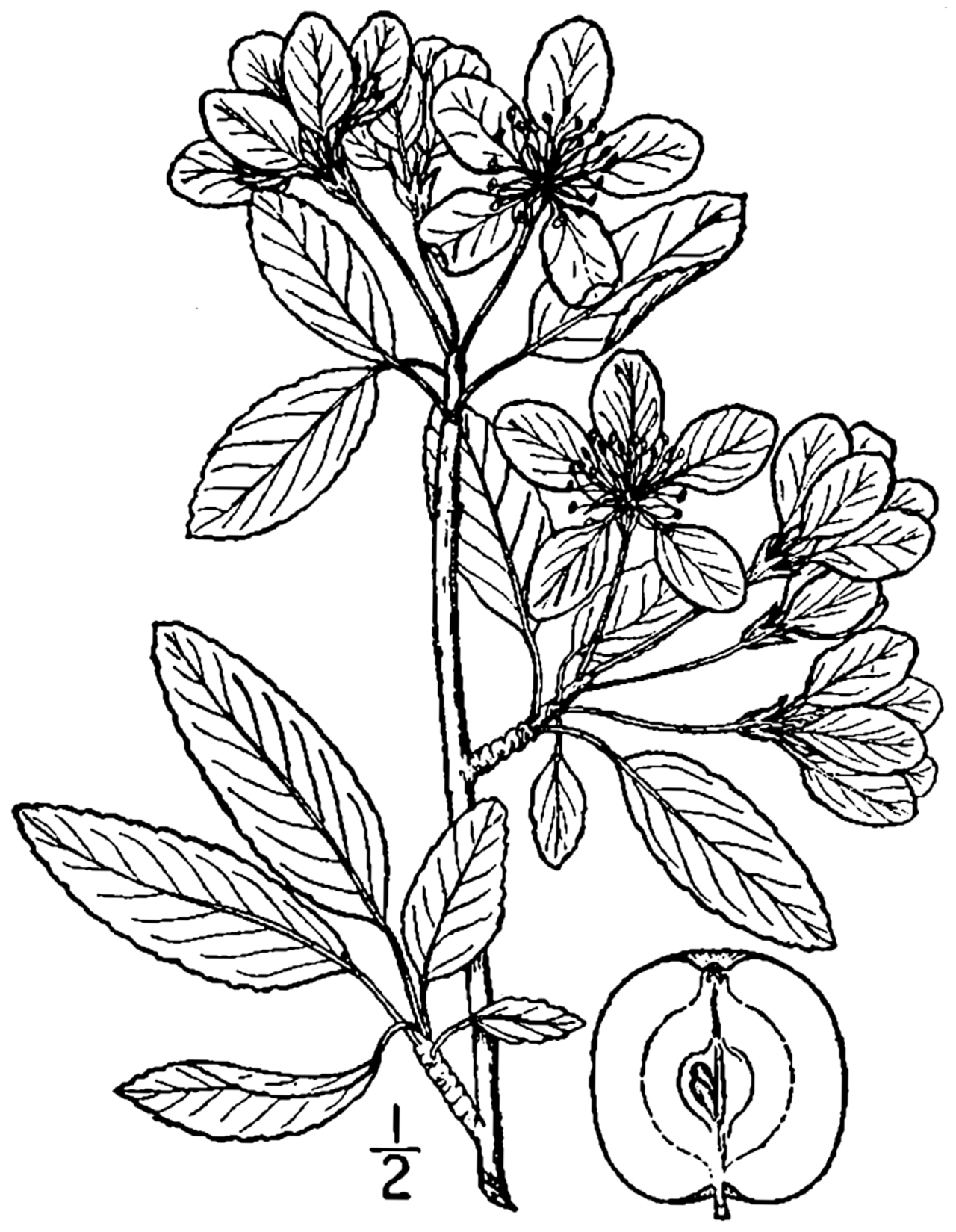 Malus coronaria