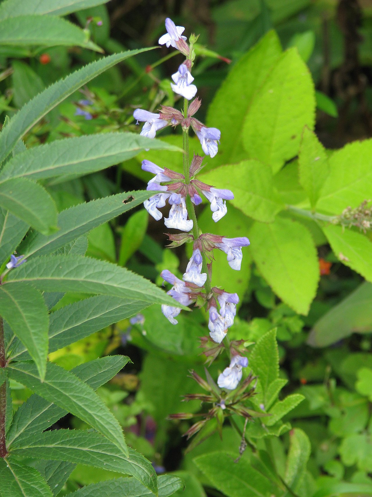 Salvia repens