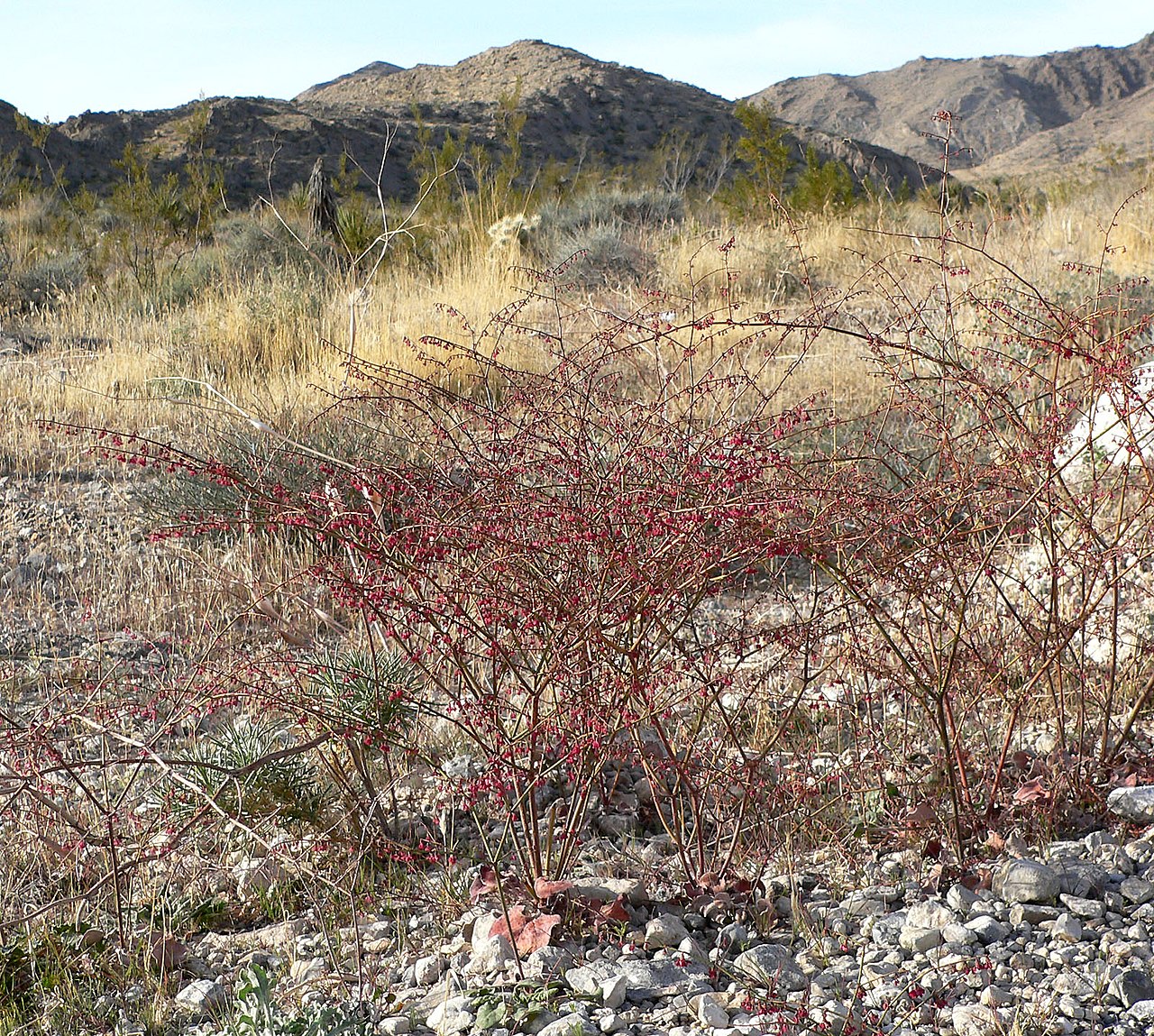 Eriogonum deflexum