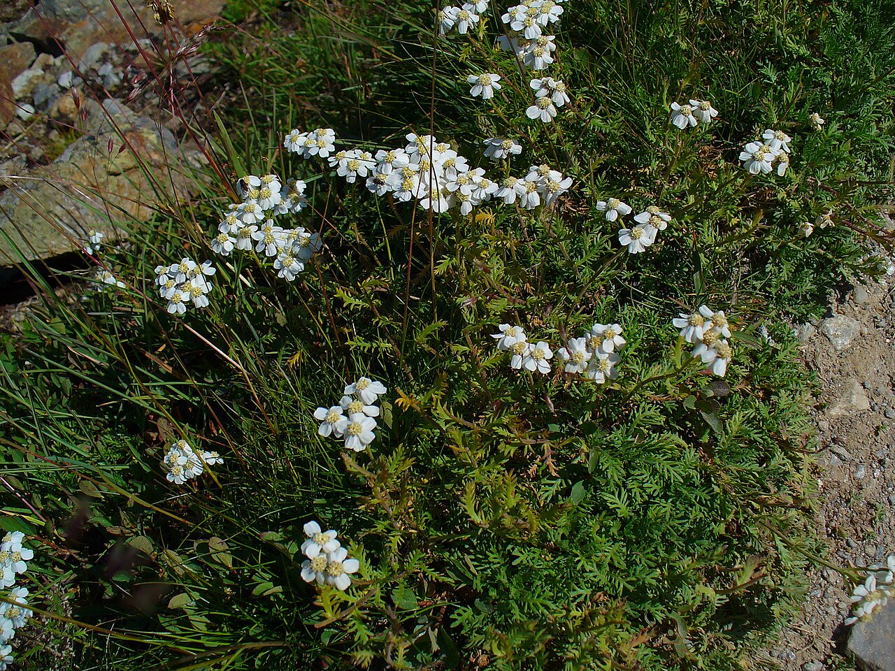 Achillea atrata