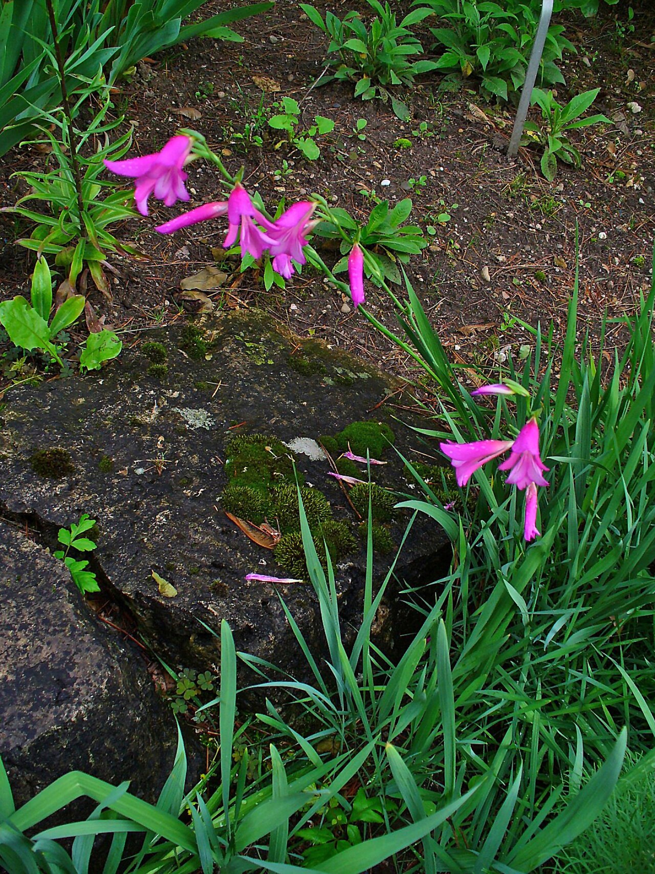 Gladiolus italicus