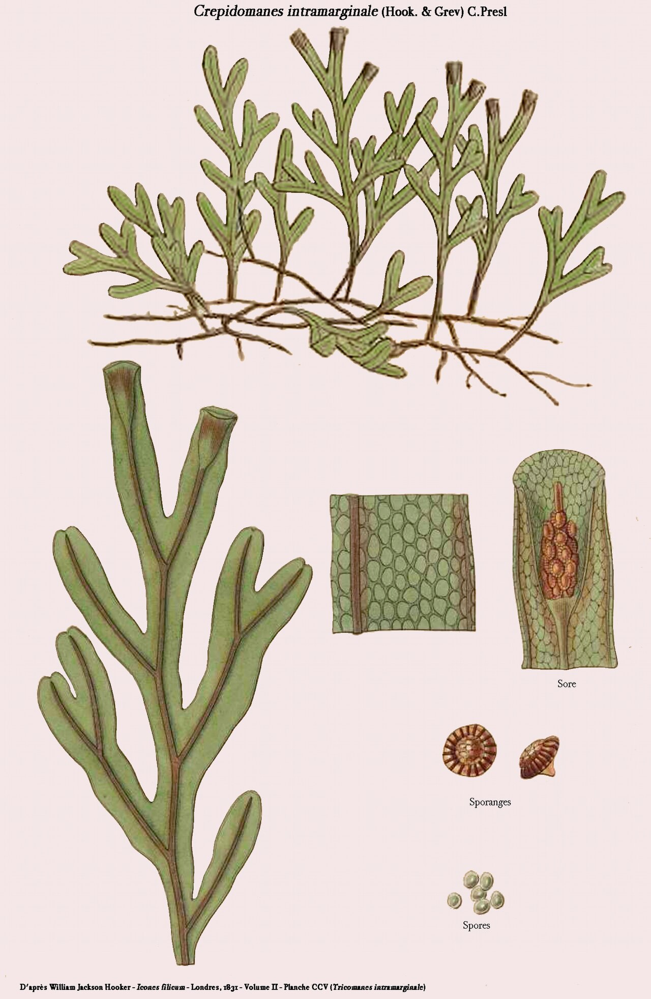 Crepidomanes intramarginale