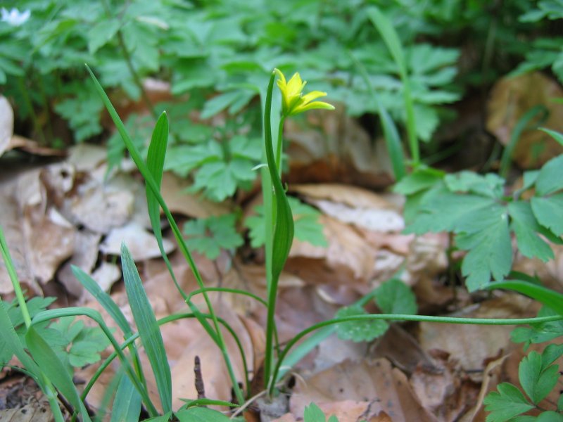 Gagea spathacea