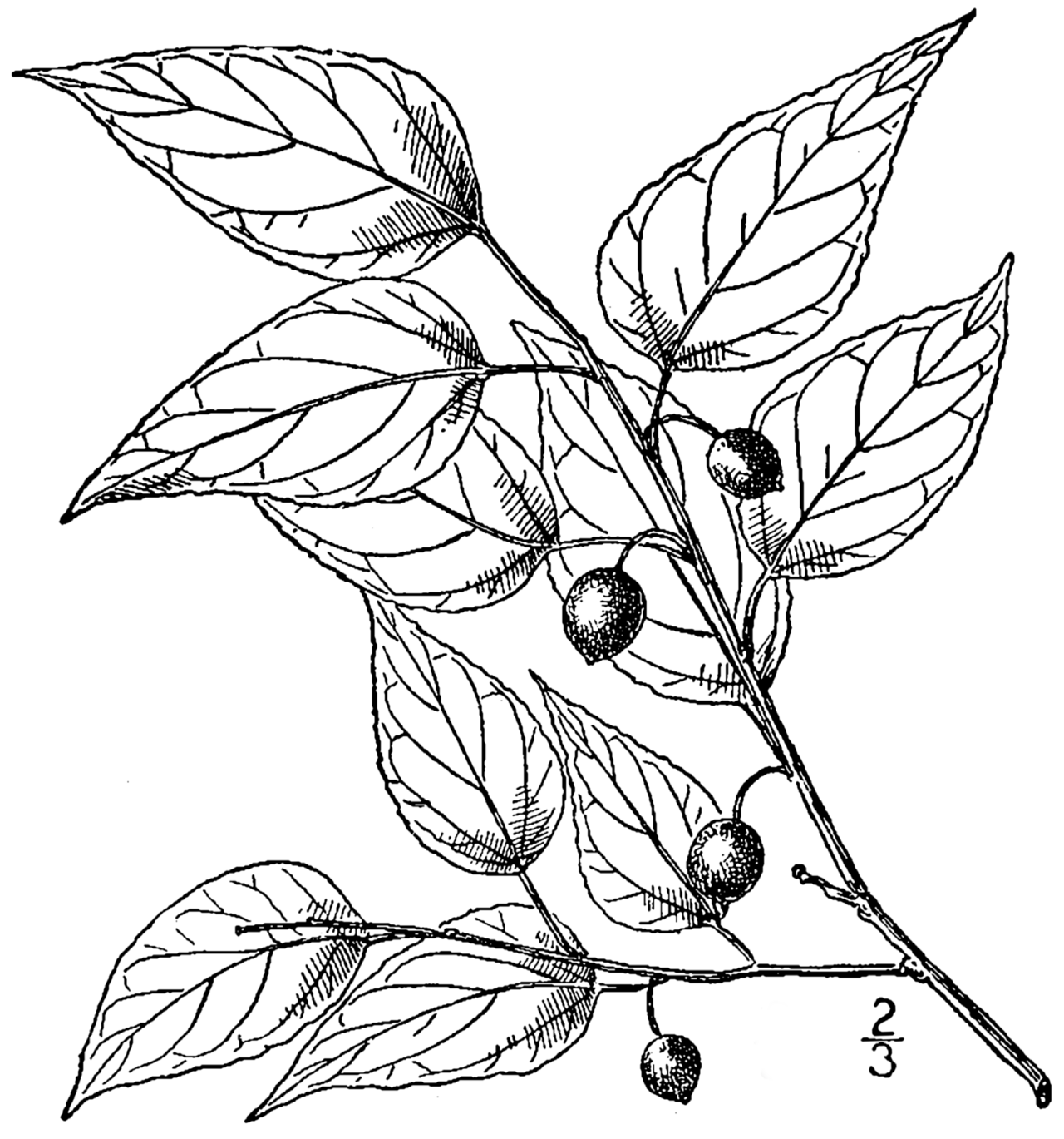 Celtis tenuifolia